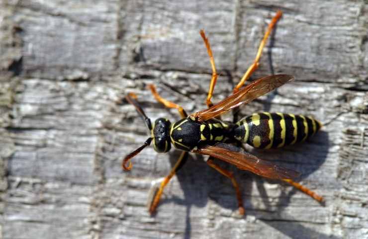 Pabillonis agricoltore muore sciame vespe