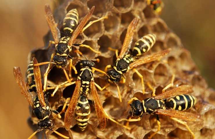 Pabillonis agricoltore muore sciame vespe