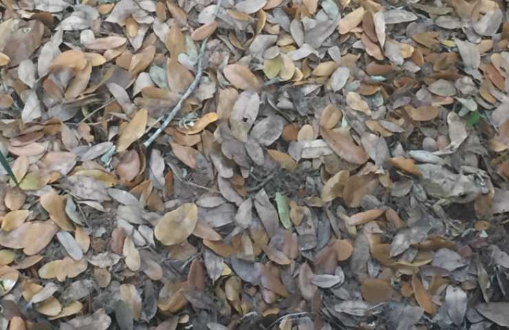 Trova la rana tra le foglie illusione ottica foto